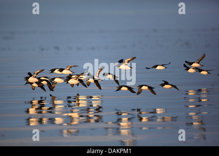 Bruennich's guillemot (Uria lomvia), troupeau en vol, du Canada, du Nunavut, de l'Île Bylot Banque D'Images