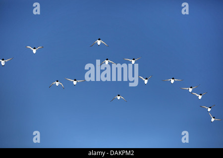 Bruennich's guillemot (Uria lomvia), troupeau en vol, du Canada, du Nunavut, de l'Île Bylot Banque D'Images