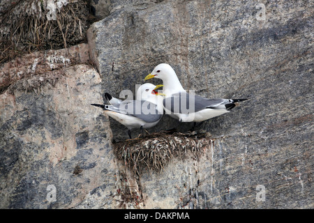 La mouette tridactyle (Rissa tridactyla), Larus tridactyla), à bird rock, du Canada, du Nunavut, de l'Île Bylot Banque D'Images