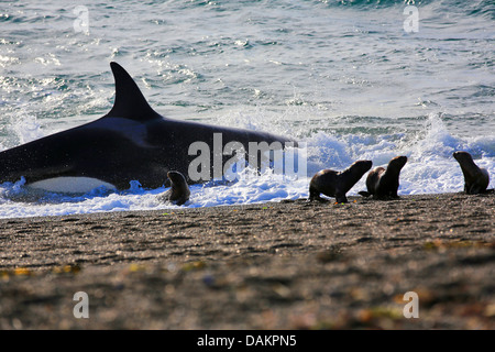 Orca, grand, de l'épaulard (Orcinus orca) grampus, mise hors tension après l'attaque sur le lion de mer de Patagonie Argentine , chiot, Patagonie, Valdes Banque D'Images