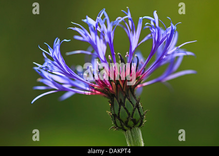 Montane star-chardon, bleuet vivace, la centaurée des montagnes (centaurea montana), inflorescence, Suisse Banque D'Images