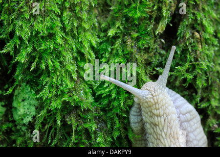 Escargot romain, les escargots, les escargots escargot, escargots, escargot, escargot apple vigne, vigne, vigne escargot snail (Helix pomatia), sur de la mousse rampante, Suisse Banque D'Images