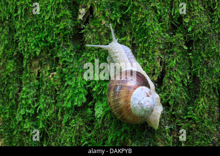 Escargot romain, les escargots, les escargots escargot, escargots, escargot, escargot apple vigne, vigne, vigne escargot snail (Helix pomatia), sur tronc d'arbre moussu, Suisse Banque D'Images