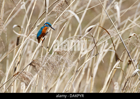 River Kingfisher (Alcedo atthis), homme sur reed, Suisse Banque D'Images