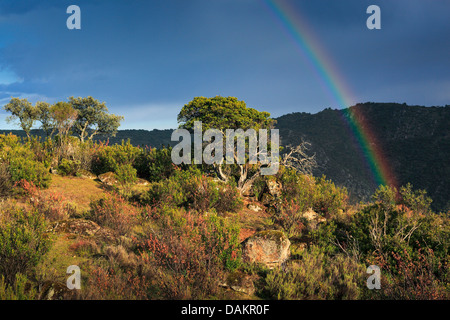 Chêne-liège (Quercus suber), dans un paysage typique, Espagne, Andalousie, Naturpark Sierra de Andjar , Sierra Morena Banque D'Images