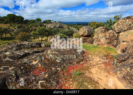 Paysage typique du Parc Naturel Sierra de Andjar, Espagne, Andalousie, Jaen, Sierra Morena Banque D'Images