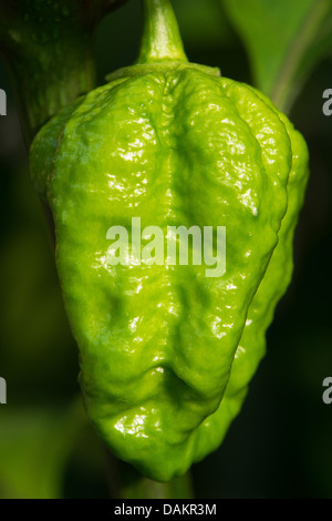 L'Espagnol chili Naga (aka le Gibraltar Naga), l'un des piments les plus chaudes avec un score de 1 millions de Scoville + SHUs. Banque D'Images