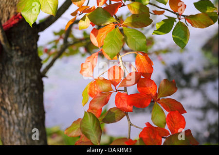 Gomme noir, Black tupelo, Sour gum (Nyssa sylvatica), les feuilles d'automne Banque D'Images