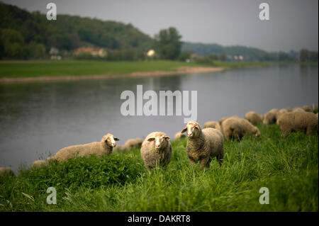 Un troupeau de moutons paît sur le livre vert, juteux meadows le long des berges de l'Elbe près de Meissen, Allemagne, 28 avril 2011. Photo : Arno Burgi Banque D'Images