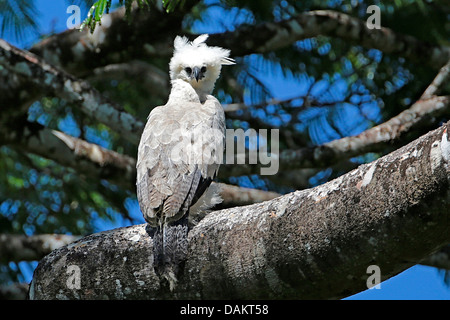 (Harpia harpyja harpie), immatures, sur une branche, la plus grande du monde de l'aigle, le Brésil, l'Alta Floresta Banque D'Images