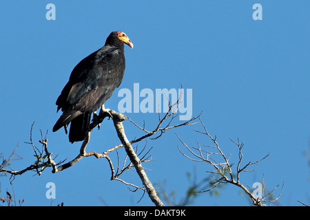 Plus grand vautour à tête jaune (Cathartes melambrotus), assis sur un arbre, Brésil Banque D'Images