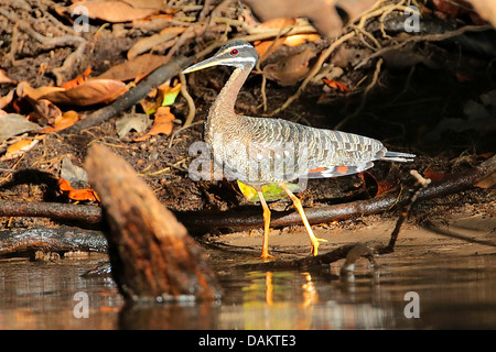 Sun-butor, sunbittern (Eurypyga helias), debout dans l'eau peu profonde à la rive, Brésil Banque D'Images