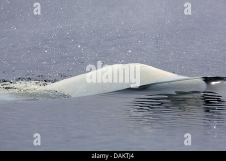 Baleine blanche, le béluga (Delphinapterus leucas), émergeant à la surface de la mer, du Canada, du Nunavut, de l'Île Bylot Banque D'Images