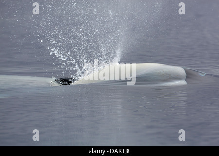 Baleine blanche, le béluga (Delphinapterus leucas), coup d'un béluga, Canada, Nunavut, Île Bylot Banque D'Images