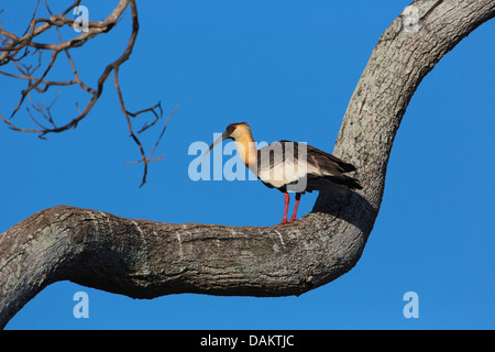 Ibis rouge buff (Theristicus caudatus), debout sur une branche, Brésil Banque D'Images