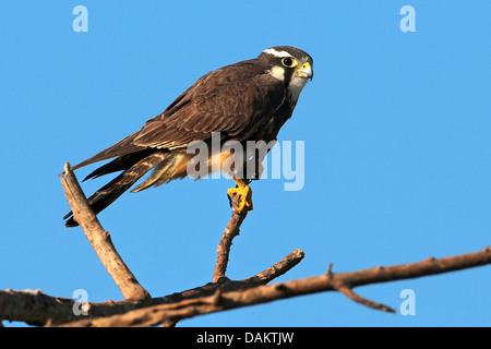 Aplomado falcon (Falco fémorale), assis sur une branche, au Brésil, Mato Grosso do Sul Banque D'Images