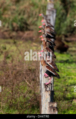 À bec rouge (Dendrocygna autumnalis), plusieurs canards sifflement à bec rouge assis à côté de l'autre sur des poteaux de bois, Brésil Banque D'Images