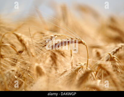 (Dossier) une archive photo datée du 30 juin 2010 montre l'orge d'hiver dans le soleil chaud sur une ferme à Rheurdt, Allemagne. Quand la température augmente, la récolte de céréales dans le monde entier et schrinks prix de l'alimentation augmentent. Photo : Roland Weihrauch Banque D'Images