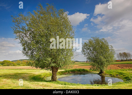 Le saule blanc (Salix alba), saules têtards le long de la piscine le matin, Belgique Banque D'Images