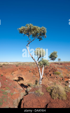 Vue depuis la falaise de Ngumpan sur des falaises de grès érodées, de grands arbres d'eucalyptus et l'Kimberley pays de séparation Banque D'Images