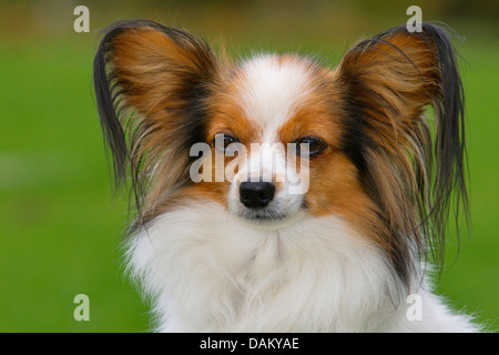 Papillon (Canis lupus f. familiaris), portrait Banque D'Images