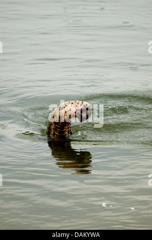 L'éléphant d'Asie, l'éléphant d'Asie (Elephas maximus), baignade dans un lac avec seulement le tronc dépasse de chaque côté, l'Inde, le Madhya Pradesh, Bandhavgarh National Park Banque D'Images