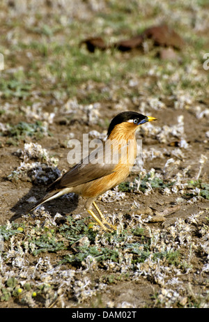 Brahminy, Myna Brahminy Starling (Sturnus pagodarum), assis sur la masse du sol, de l'Inde, le Madhya Pradesh Banque D'Images