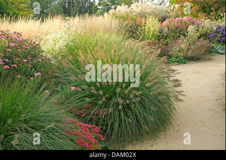 (Pennisetum alopecuroides herbe fontaine 'Hameln', Pennisetum alopecuroides Hameln), le cultivar Hameln Banque D'Images