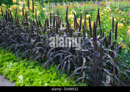 Le millet perlé (Pennisetum glaucum 'Purple Majesty', Pennisetum glaucum Purple Majesty), le cultivar Purple Majesty Banque D'Images