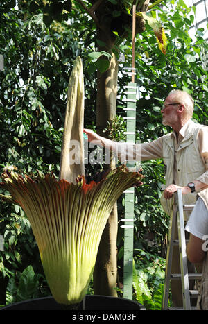 Ingold Lamprecht de la Freie University Berlin prend une lecture de température de la fleur la plus grande au Jardin botanique de Berlin, Allemagne, 14 mai 2011. L'énorme fleur de l'arum titan (amorphophallus titanum) a commencé à ouvrir lentement le 14 mai 2011 et depuis quelques jours, la fleur a atteint une hauteur de 1,99 mètres. Photo : RAINER JENSEN Banque D'Images