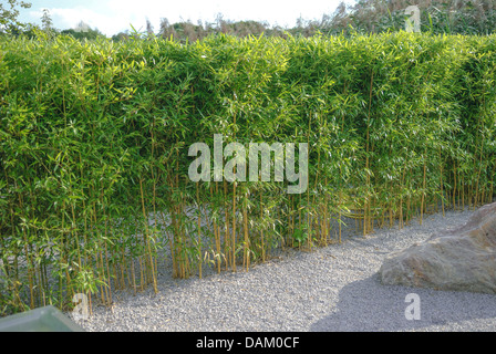 Bambou à gorge jaune (Phyllostachys aureosulcata aureocaulis Phyllostachys aureosulcata fo, 'Aureocaulis Phyllostachys aureosulcata Aureocaulis',), couverture en bambou Banque D'Images