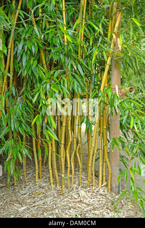 Bambou à gorge jaune (Phyllostachys aureosulcata 'Spectabilis' Phyllostachys aureosulcata spectabilis,, Phyllostachys aureosulcata spectabilis. fo ), le cultivar spectabilis Banque D'Images