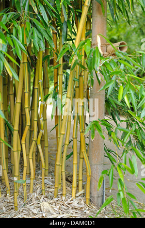 Bambou à gorge jaune (Phyllostachys aureosulcata 'Spectabilis' Phyllostachys aureosulcata spectabilis,, Phyllostachys aureosulcata spectabilis. fo ), le cultivar spectabilis Banque D'Images