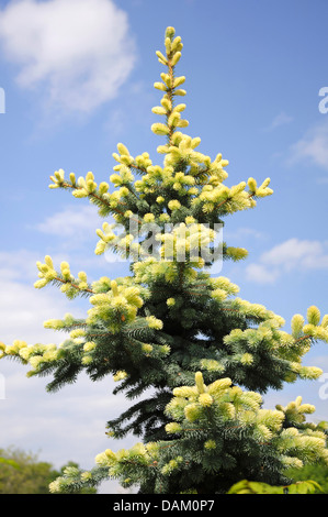 L'épinette bleue du Colorado (Picea pungens 'Glauca' Albospica Albospica, Picea pungens Glauca), le cultivar Glauca Albospica Banque D'Images