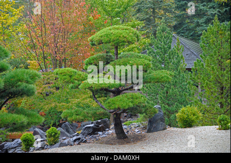 Le pin noir, le pin tordu, port pin (Pinus contorta), topiary Banque D'Images