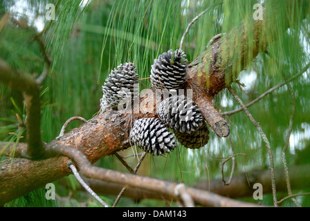 Patula, pin pleureur mexicain pin (Pinus patula), de la direction générale avec les cônes Banque D'Images