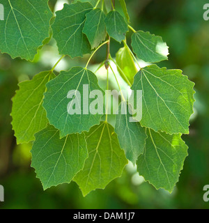 European Aspen (Populus tremula), de la direction générale, l'Allemagne, Mecklembourg-Poméranie-Occidentale Banque D'Images