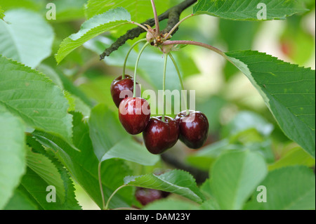 De cerise sauvage, cerise, gean, le merisier (Prunus avium ''Mona Cherry'', Prunus avium cerise), Mona Mona cultivar Cherry Banque D'Images