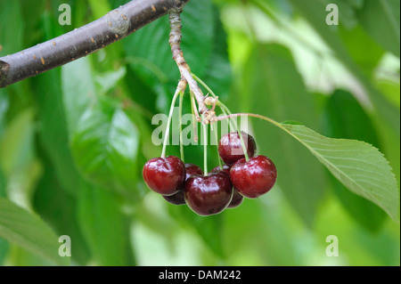 De cerise sauvage, cerise, gean, le merisier (Prunus avium ''Nafrina'', Prunus avium) Nafrina Nafrina cultivar, Banque D'Images