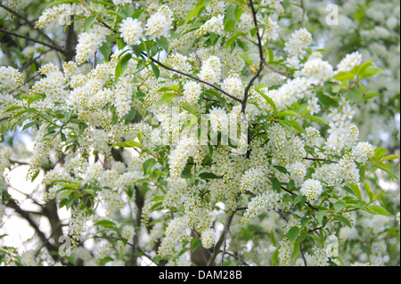 European bird cherry (Prunus padus, Padus avium), branches en fleurs, Allemagne Banque D'Images