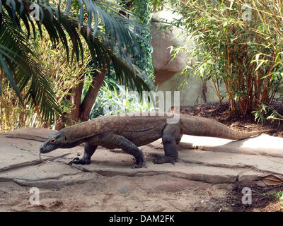 Un document non daté du fichier Tropenerlebniswelt "Gondwana" (monde tropical d'expérience de Gondwana) montre un six-année-vieux dragon de Komodo (Varanus komodoensis) au zoo de Leipzig. Selon le zoo, c'est le seul animal de son genre en Allemagne. Photo : Zoo Leipzig / Pour un usage éditorial uniquement / crédit obligatoire Banque D'Images