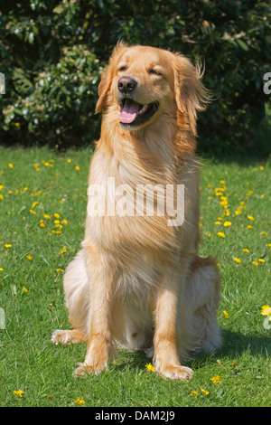 Hovawart (Canis lupus f. familiaris), mâle blond assis dans un pissenlit prairie, Allemagne Banque D'Images