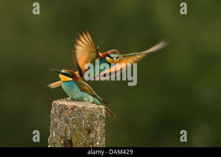 Eater Guêpier d'Europe (Merops apiaster), paire, un mangeur d'abeilles atterrissage sur post, Hongrie Banque D'Images