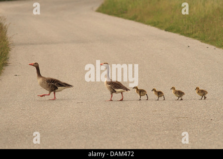 Oie cendrée (Anser anser), oies cendrées avec les poussins, l'Autriche, le parc national de Neusiedler See Banque D'Images