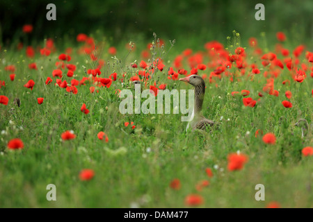 Oie cendrée (Anser anser), en champ de coquelicots, l'Autriche, le parc national de Neusiedler See Banque D'Images