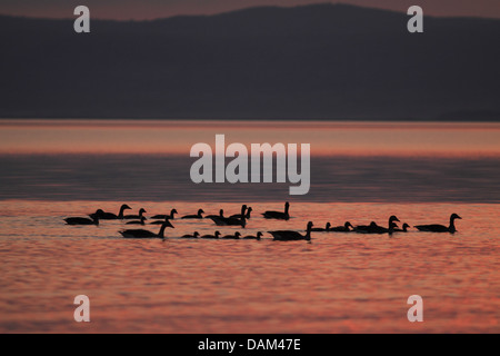 Oie cendrée (Anser anser), oies cendrées avec des poussins au coucher du soleil, l'Autriche, le parc national de Neusiedler See Banque D'Images