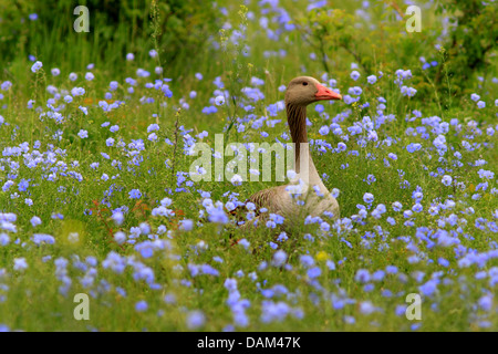 Oie cendrée (Anser anser), dans un champ de lin, l'Autriche, le parc national de Neusiedler See Banque D'Images