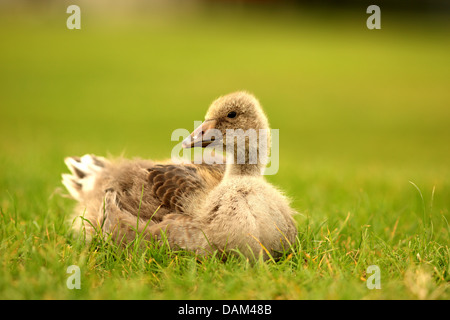 Oie cendrée (Anser anser), l'oie poussin dans un pré, l'Autriche, le parc national de Neusiedler See Banque D'Images