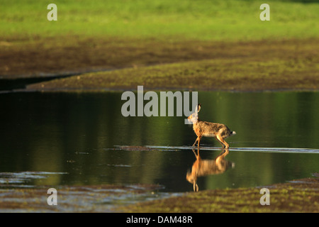 Lièvre européen, lièvre Brun (Lepus europaeus), debout dans l'eau peu profonde, l'Autriche, le parc national de Neusiedler See Banque D'Images