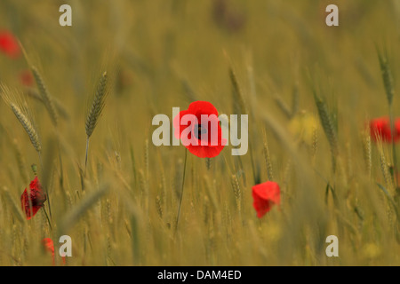 Pavot coquelicot, Commun, Rouge Coquelicot (Papaver rhoeas), coquelicot fleurs dans un ryefield, Hongrie Banque D'Images